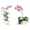 РОЗОВА ОРХИДЕЯ ФАЛЕНОПСИС (Phalaenopsis)